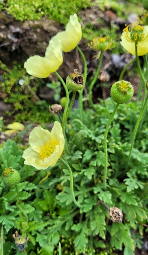 Japanese Poppy (Oreomecon miyabeana)