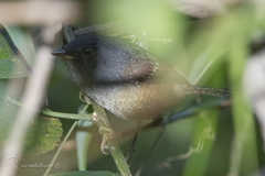 Psilorhamphus guttatus
