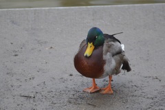 Anas platyrhynchos