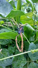 Anoplocnemis phasianus