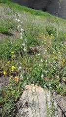Linaria chalepensis