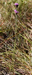 Carphephorus pseudoliatris