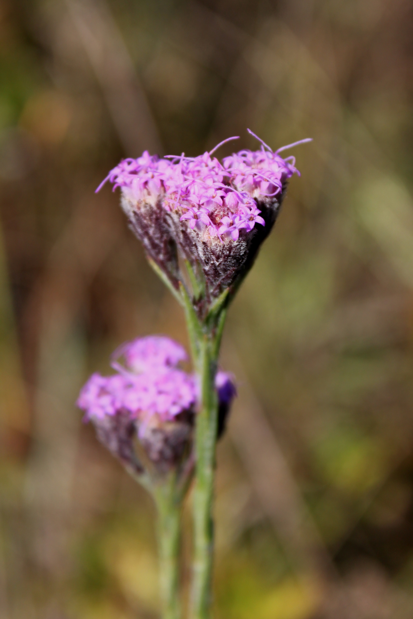 Carphephorus pseudoliatris