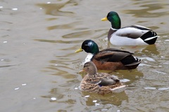 Anas platyrhynchos domesticus