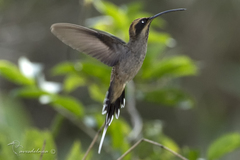 Phaethornis eurynome