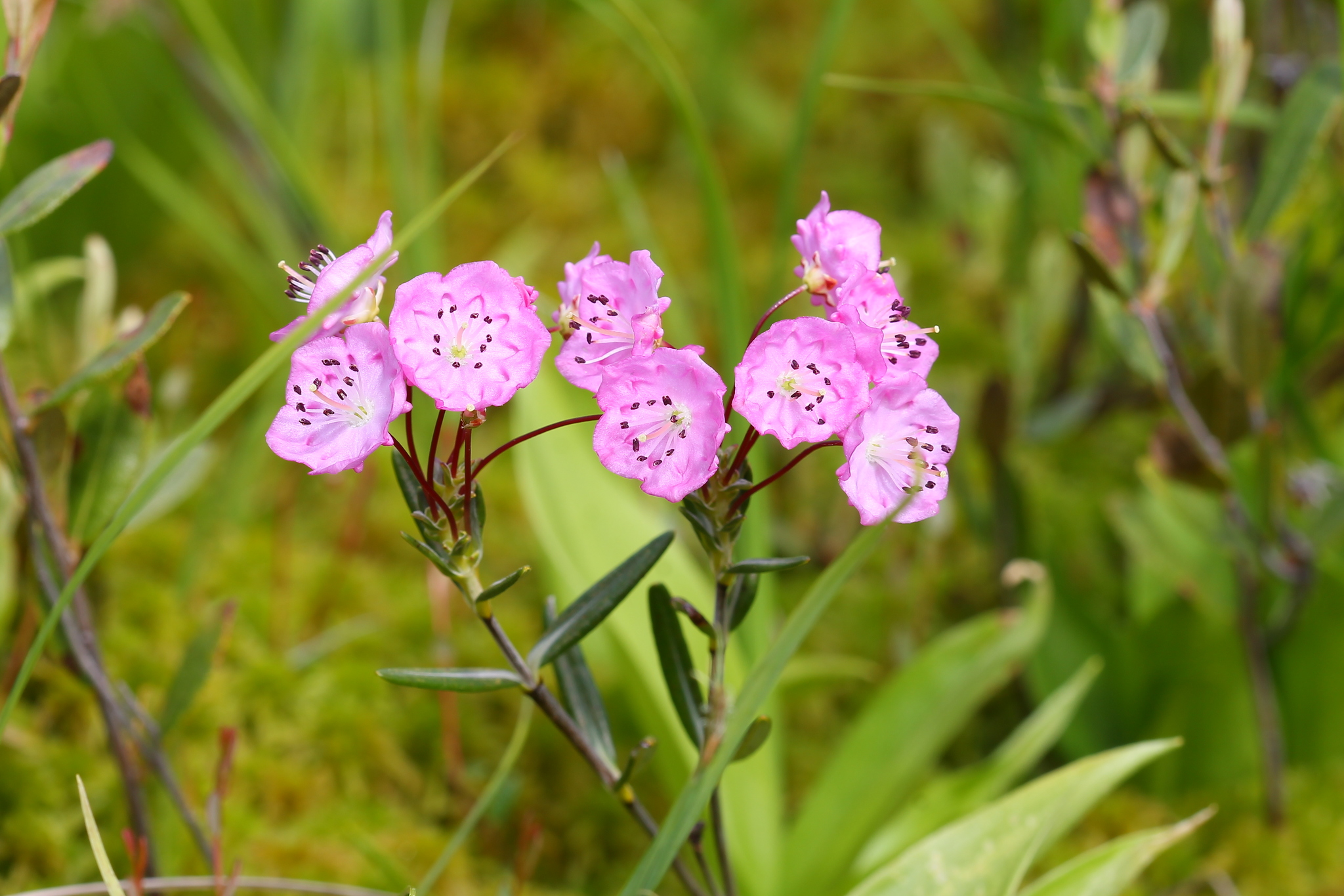 Kalmia polifolia