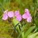Kalmia polifolia - Photo (c) Rob Routledge,  זכויות יוצרים חלקיות (CC BY-NC), uploaded by Rob Routledge