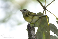 Phyllomyias virescens