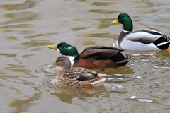Anas platyrhynchos domesticus