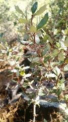 Berberis chilensis