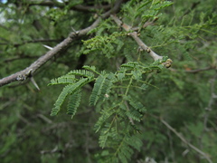 Vachellia caven