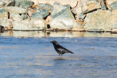 Corvus brachyrhynchos