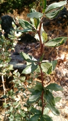 Berberis chilensis