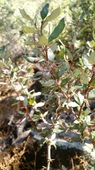 Berberis chilensis