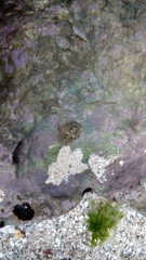 Acanthopleura gemmata