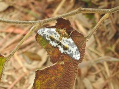 Abraxas amicula-illuminata