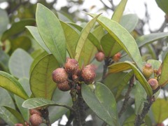 Ficus variolosa