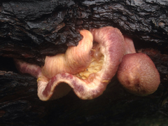 Gymnopilus thiersii