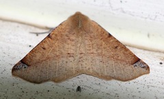 Caripeta triangulata