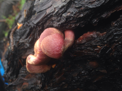Gymnopilus thiersii