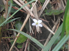 Viola diffusa