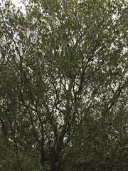Diospyros texana