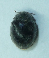 Rhyzobius forestieri