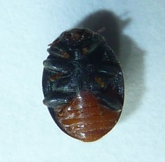 Rhyzobius forestieri