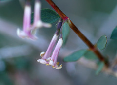 Symphoricarpos longiflorus