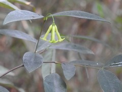 Wikstroemia nutans