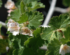Physocarpus alternans