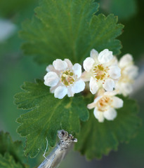 Physocarpus alternans