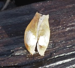 Entodesma navicula