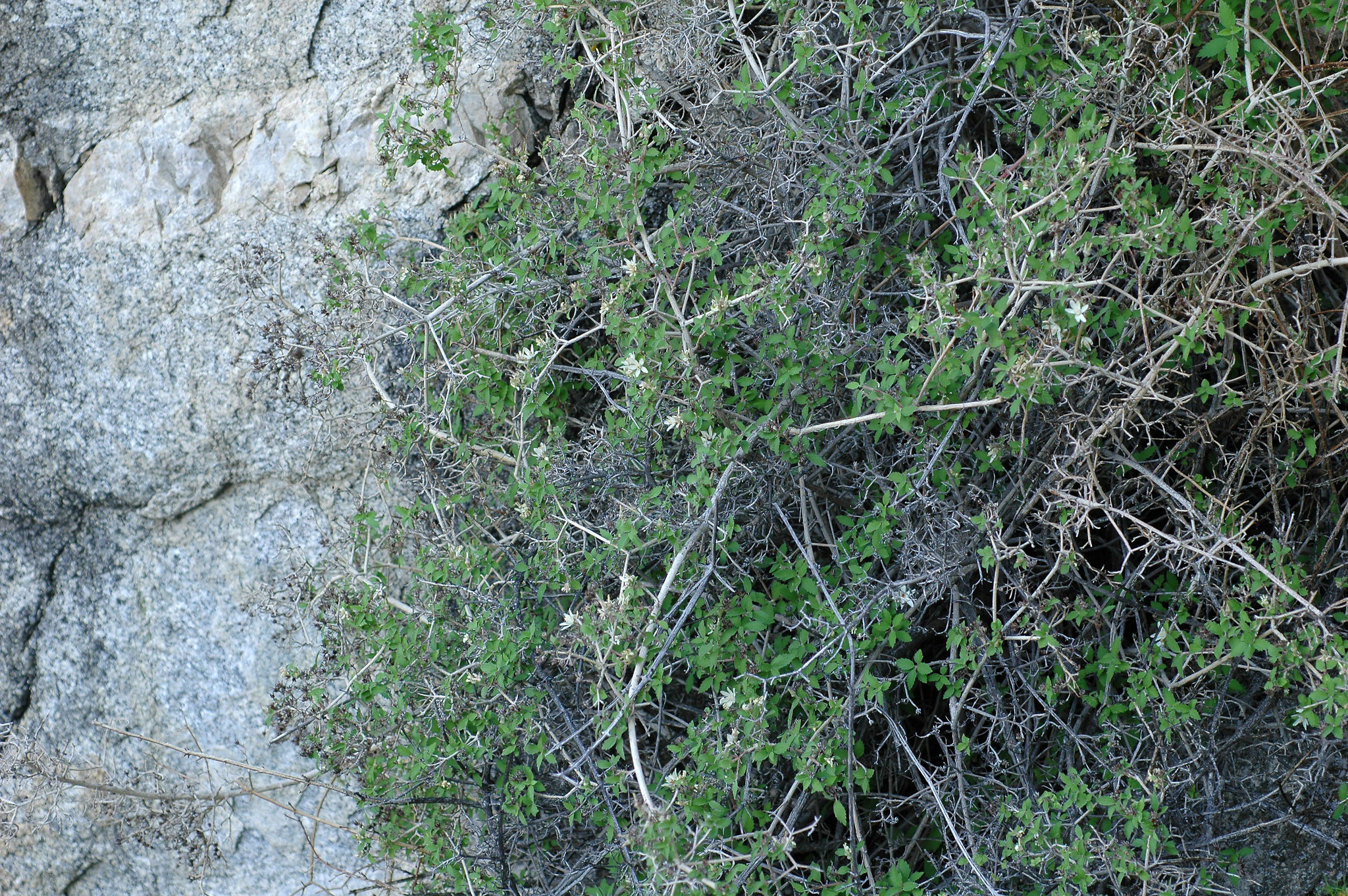 Jamesia americana var. macrocalyx