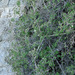 Jamesia americana macrocalyx - Photo (c) springlake1,  זכויות יוצרים חלקיות (CC BY-NC), הועלה על ידי springlake1