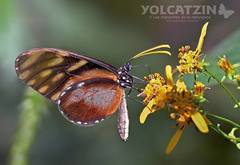 Dircenna kolijkensis