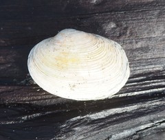 Saxidomus nuttalli image