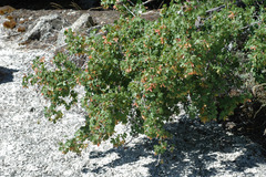 Acer glabrum diffusum