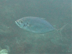 Craterognathus plagiotaenia