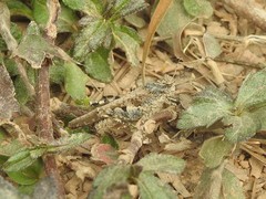 Trilophidia annulata