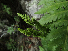Anemia tomentosa