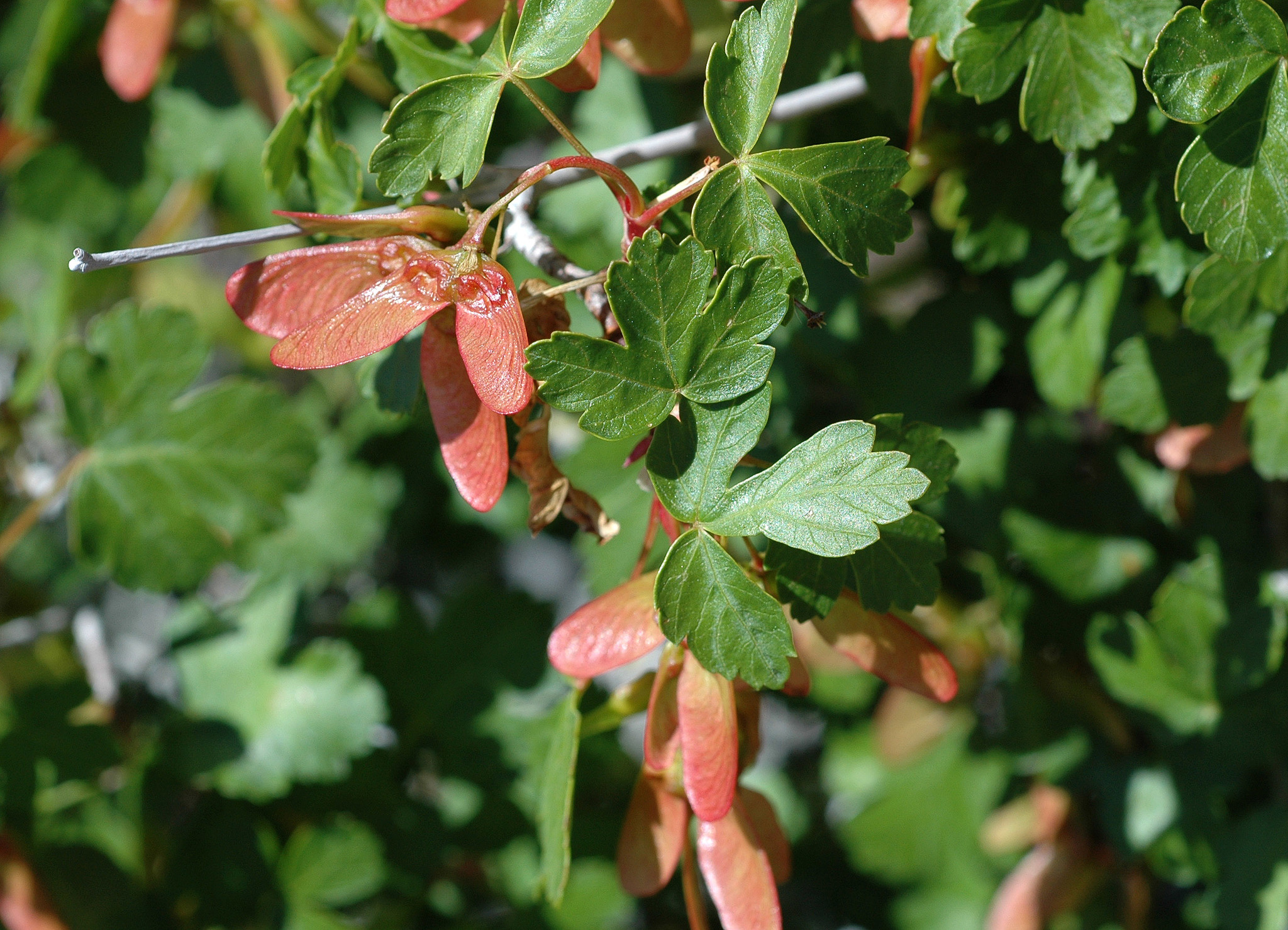Acer glabrum var. diffusum