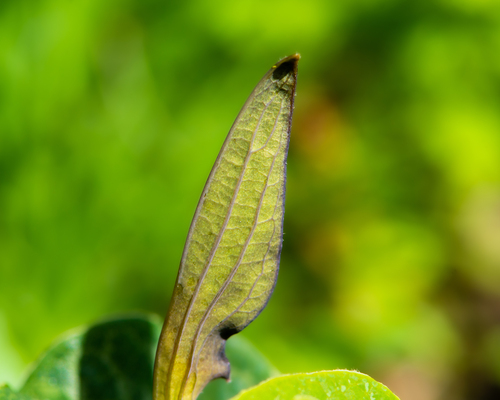 Aristolochia bridgesii (Aristolochia bridgesii)