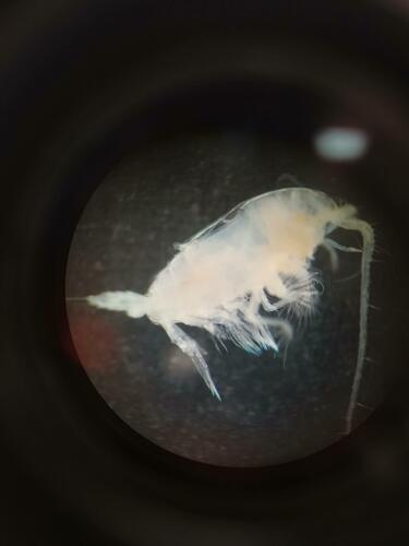 Representative image of Aetideidae