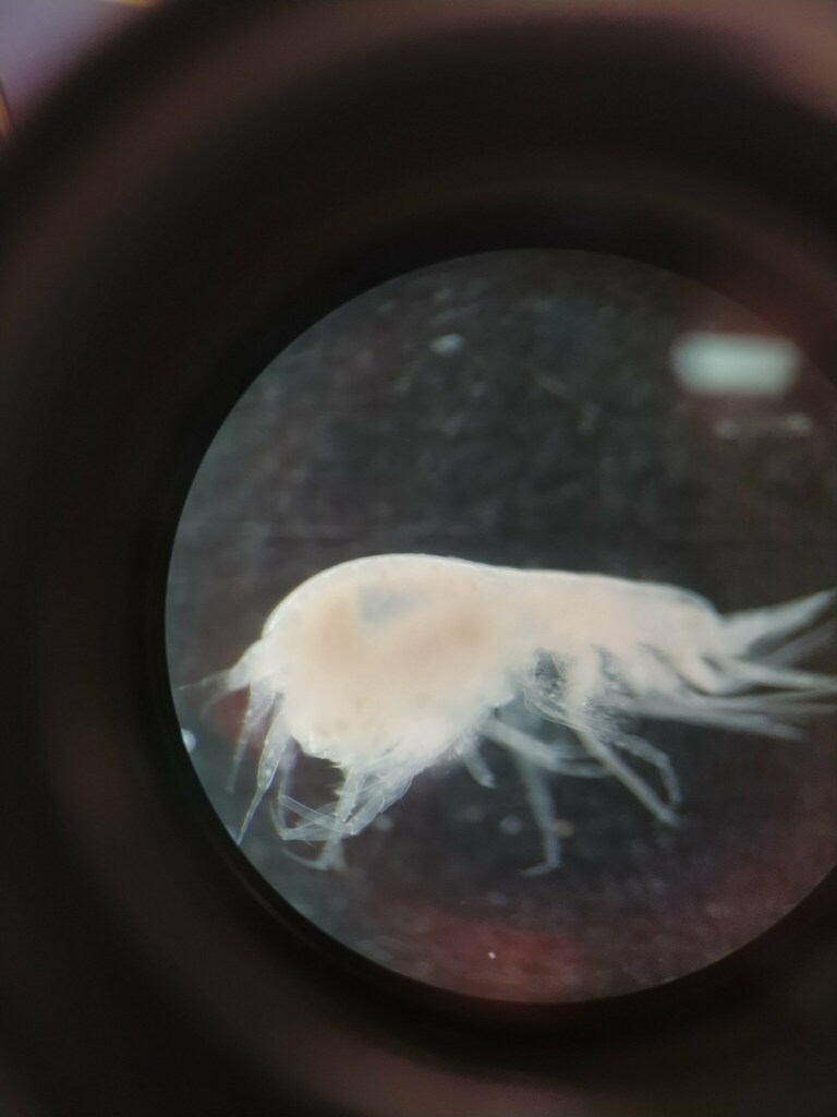 Andaniexis abyssi