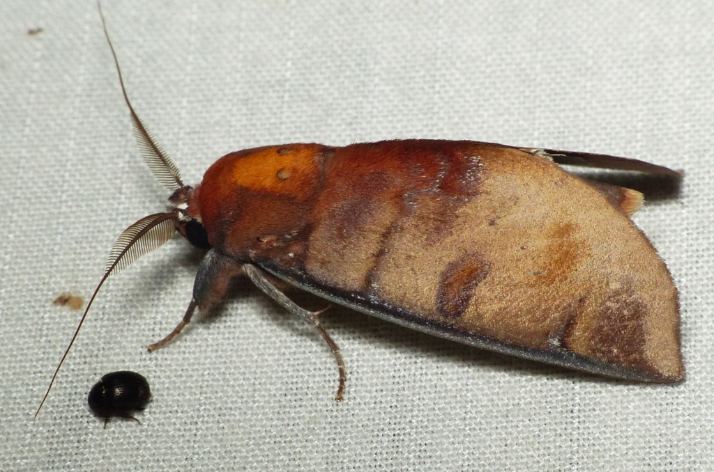 Hemiceras truncata