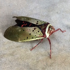 Copidocephala guttata