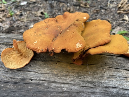 Gymnopilus liquiritiae