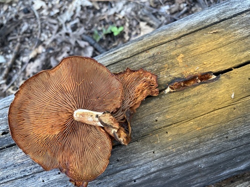 Gymnopilus liquiritiae (Photo 2 of 2)