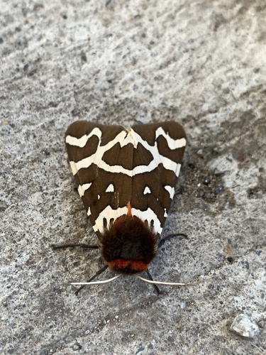 Garden Tiger photo 6